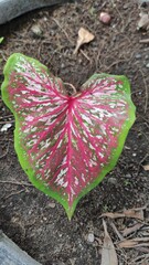 butterfly on the flower