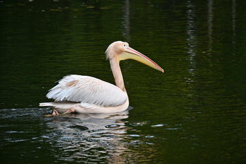 Elegant Pelican Gracefully Gliding on Calm Water Surface