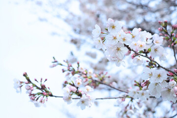 菜の花　桜　広告・WEB素材