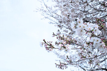 桜　広告・WEB素材
