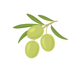 Branch of olives with green leaves. Vector cartoon flat illustration.