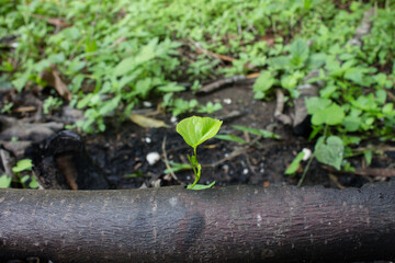 young shoots grow on burnt tree trunks