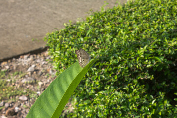 brownish white butterfly on leaf