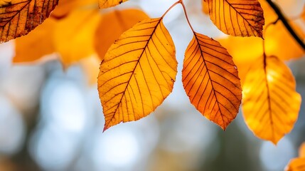 Autumn Leaves Close Up