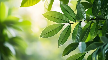Green Leaves Sunlight Background