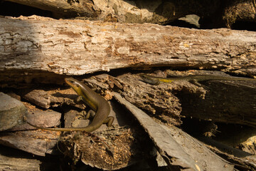 Naklejka premium lizard on a pile of wood