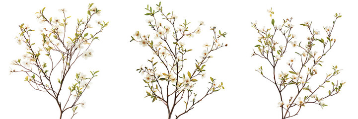 Set of wild bush with delicate, wispy tendrils and small blossoms, isolated on a white or transplant background, capturing the ethereal beauty of the plant's form