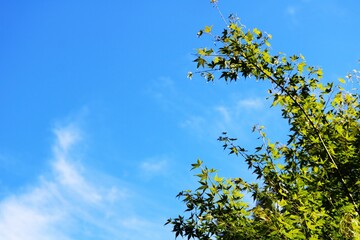 青空とアオモミジ　穏やかな風景