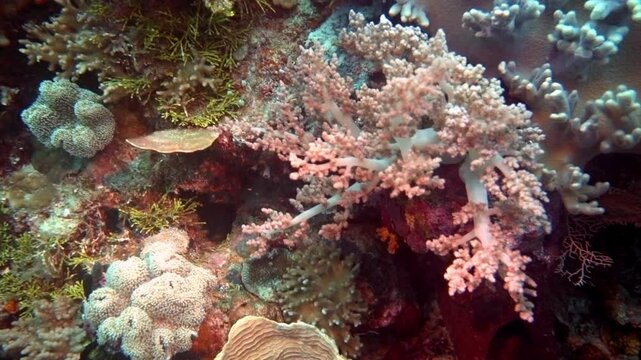 Corals, sponges and tropical fish on a reef.