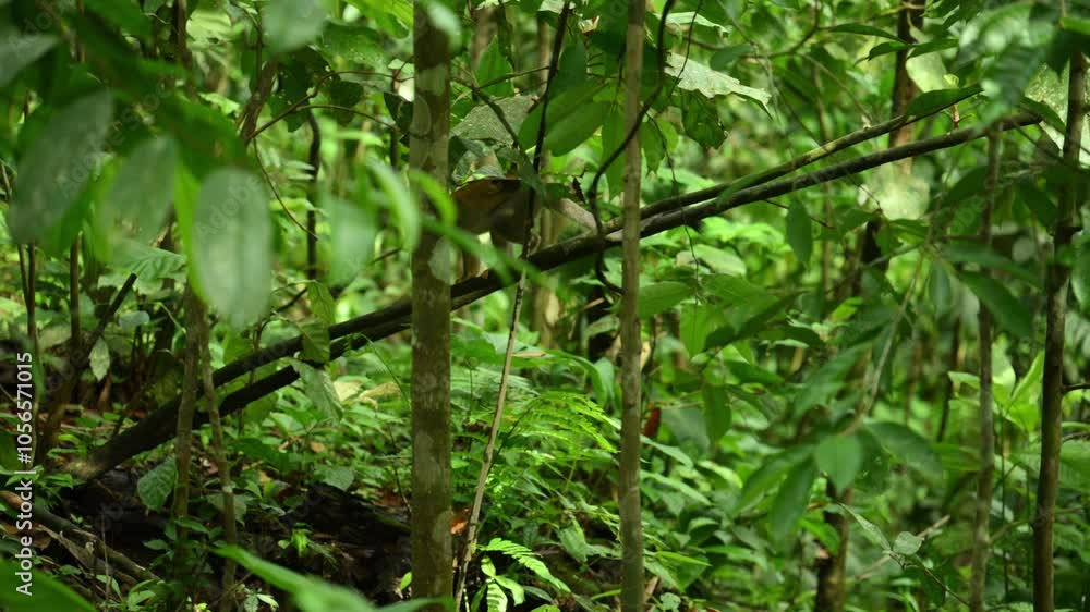 Poster monkey on branch of trees between leaves, amazon forest. slow- motion