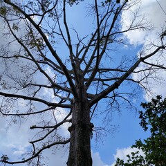 a tree with bare branches reaching towards the sky. The intricate network of branches creates a stunning silhouette against the backdrop of a bright blue sky with wispy white clouds.