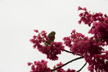 Zosterops Lateralis on Blossoming Prunus Campanulata: Colorful Bird and Floral Scene