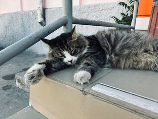 Portrait of a red cat close-up. The cat lies relaxing on the pavement.