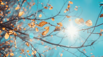 Autumn Scene with Sunlit Dry Branches on Blue Sky.