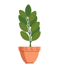 plants succulent leaves