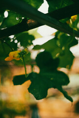 The seeds of Luffa cylindrica have a slightly sweet, neutral taste; Luffa cylindrica has the effect of clearing heat and dissolving phlegm,