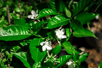 Obraz premium Tabernaemontana divaricata with white latex stem and height from 30cm to nearly 2m. Leaves are simple, dark green and Tabernaemontana divaricatahave entire edges. The flowers 