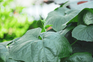 clearing the meridians and Luffa cylindrica clearing the meridians and clearing the phlegm. The roots of Luffa cylindrica have a sweet, neutral taste;Luffa cylindrica Has a cooling and detoxifying eff