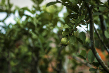 guava can grow to bean size. guava fruit in ornamental pots. guava grown from seed,guava can bear fruit in two years guava can continue to do so for forty years.This fruit guava 