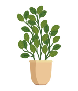 plants succulent decoration