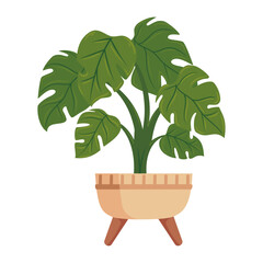plants succulent potted