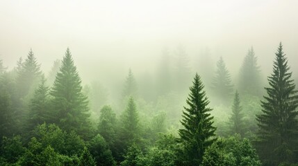 Fototapeta premium Misty Forest Landscape in Soft Green Tones