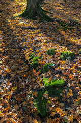 719-80 Autumn Tree Shadows and Moss