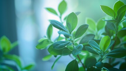 Simple plant design viewed from behind in soft natural light