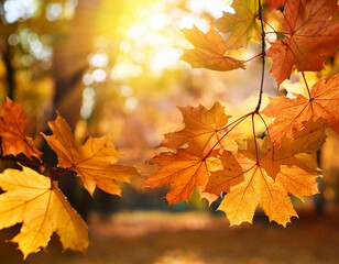 Obraz premium fall maple leaves in park, autumn natural background. 