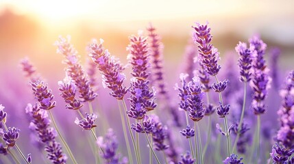 Naklejka premium Beautiful Lavender Field at Sunset