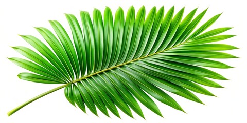 Obraz premium Lush green palm leaf against a crisp white backdrop, exuding tropical charm and natural elegance, perfect for home decor, wall art, and vibrant design projects.