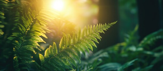 Fern Plant Green Leaves Sun Shining Through Ostrich Fern