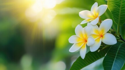 White and yellow plumeria blossoms against a backdrop of green leaves showcasing a beautiful tropical flower with sunlight effects and selective focus offering ample copy space