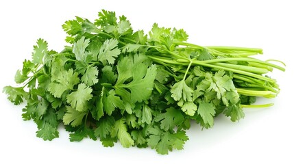Fresh Coriander On White Background