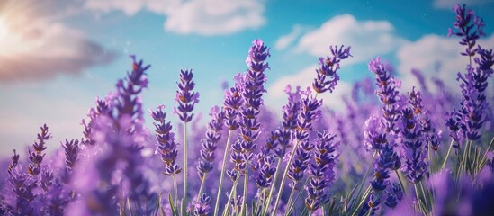 Fototapeta premium Banner Lavender Field In The Summer Aromatherapy Nature Cosmetics