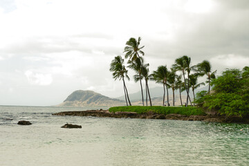 beach with palm trees