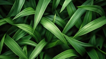 Obraz premium Close up view of lush green grass showcasing a variety of leaf shapes
