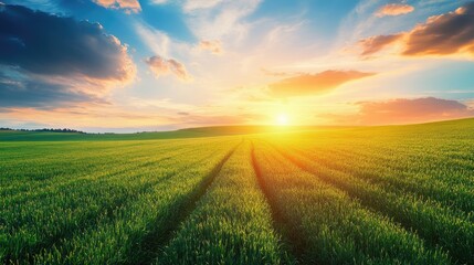 Fototapeta premium Serene Landscape of Lush Green Fields Under a Beautiful Sunset