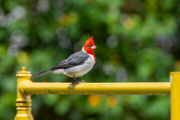 Red-crested cardinal, Paroaria coronata