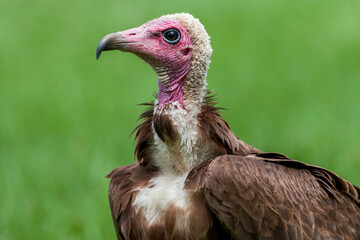 Hooded Vulture, Necrosyrtes monachus