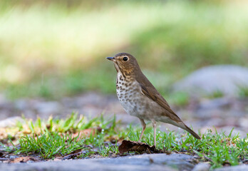 Fototapeta premium Dwerglijster, Swainson's Thrush, Catharus ustulatus