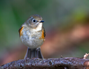 Blauwstaart, Red-flanked Bluetail, Tarsiger cyanurus