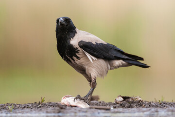 Obraz premium Bonte Kraai, Hooded Crow, Corvus cornix