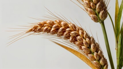 An ear of wheat isolated on transparent background

