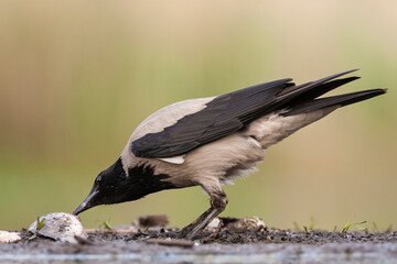 Obraz premium Bonte Kraai, Hooded Crow, Corvus cornix