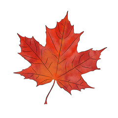autumn maple leaf