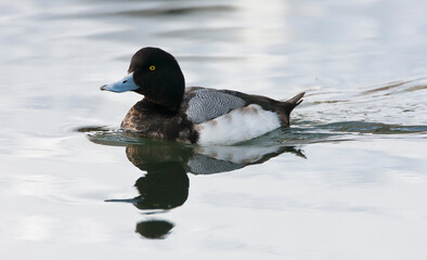 Topper, Greater scaup, Aythya marila