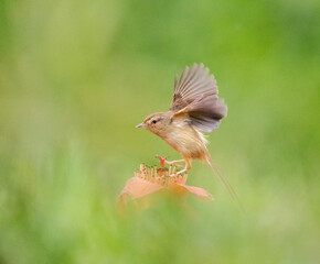 Plain prinia, Prinia inornata