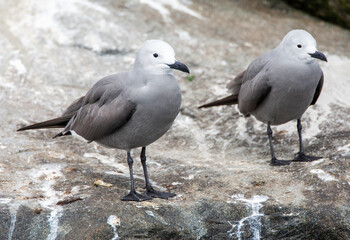 Grey Gull, Leucophaeus modestus