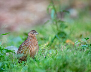 Brown Quail, Synoicus ypsilophorus